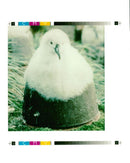 Albatross - Vintage Photograph