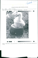 Albatross - Vintage Photograph