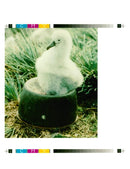 Albatross - Vintage Photograph