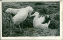 Albatross - Vintage Photograph