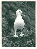 Albatross - Vintage Photograph
