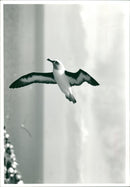 Albatross - Vintage Photograph