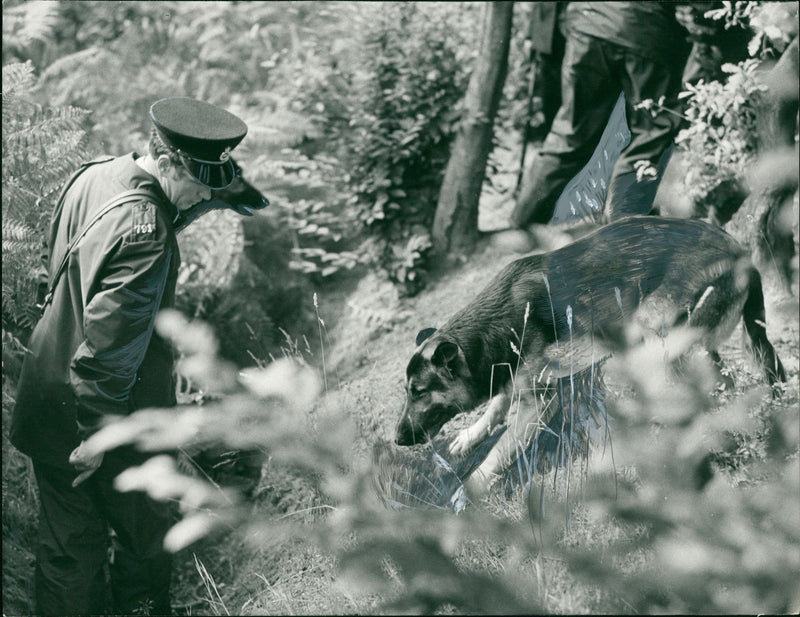 golf club murder leatherhead a police dog helps - Vintage Photograph