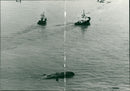 The greek tanker eleni v. - Vintage Photograph