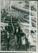 Three trunks. - Vintage Photograph