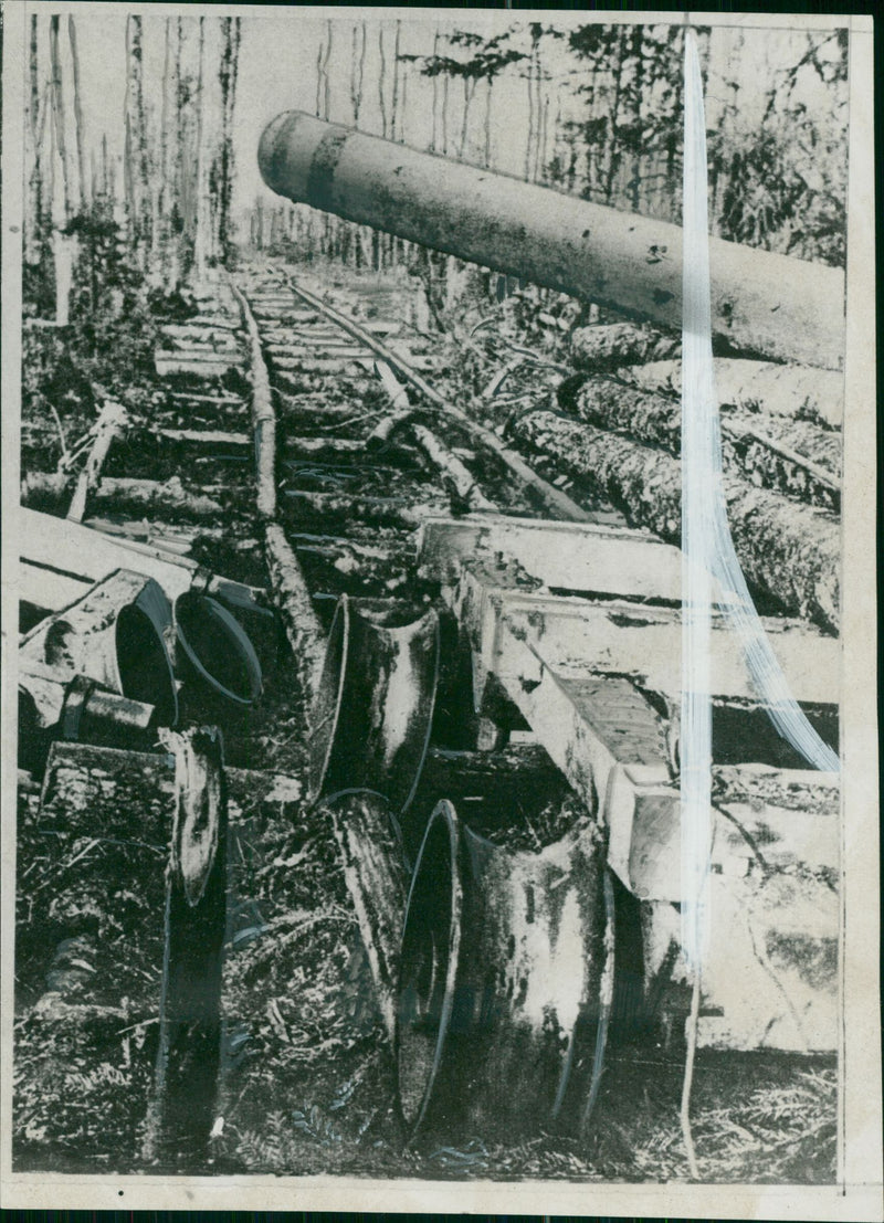 Three trunks. - Vintage Photograph