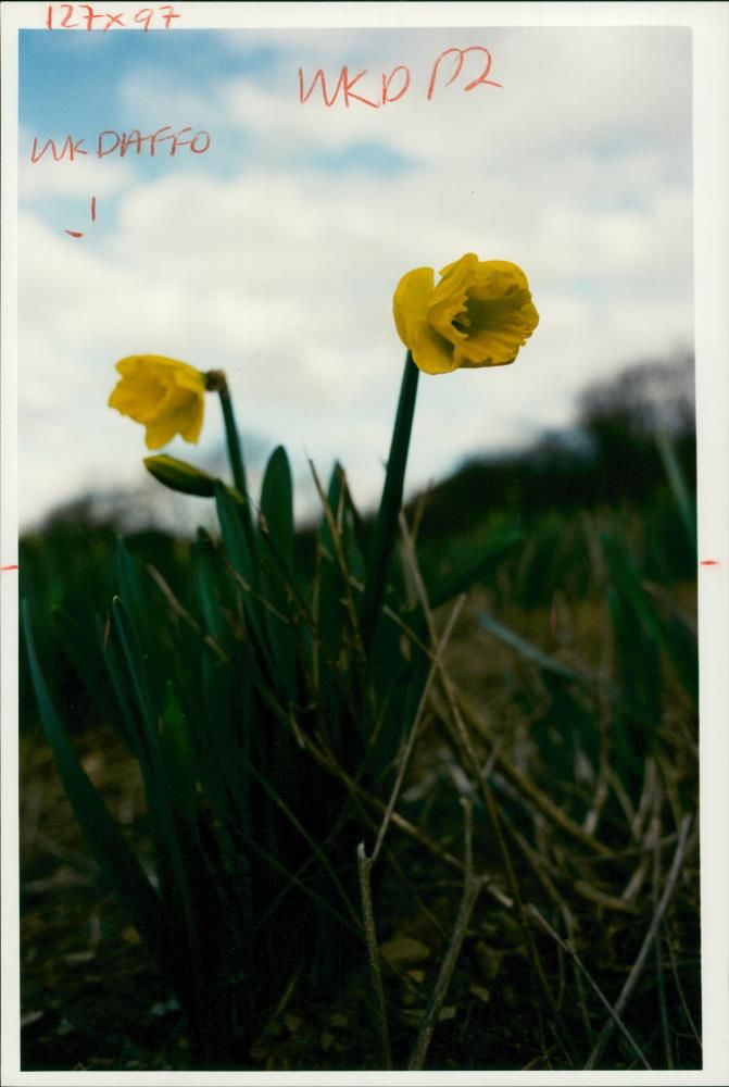 Daffodil Plants. 24.01.1996. - Vintage Photograph