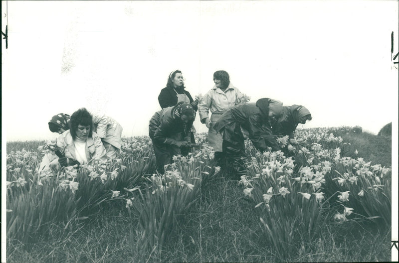 Daffodil Plants. Pickers in Mr. Laity's daffodil field in Cornwall, 26.01.1975. - Vintage Photograph