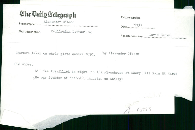 Daffodil Plants. Picture taken on whole plate camera in 1890 by Alexander Gibson. William Trevillick in the glasshouse at Rocky Hill farm at St. Marys. - Vintage Photograph