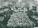 Daffodil Plants. Picture taken on whole plate camera in 1890 by Alexander Gibson. William Trevillick in the glasshouse at Rocky Hill farm at St. Marys. - Vintage Photograph