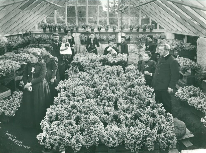 Daffodil Plants. Picture taken on whole plate camera in 1890 by Alexander Gibson. William Trevillick in the glasshouse at Rocky Hill farm at St. Marys. - Vintage Photograph