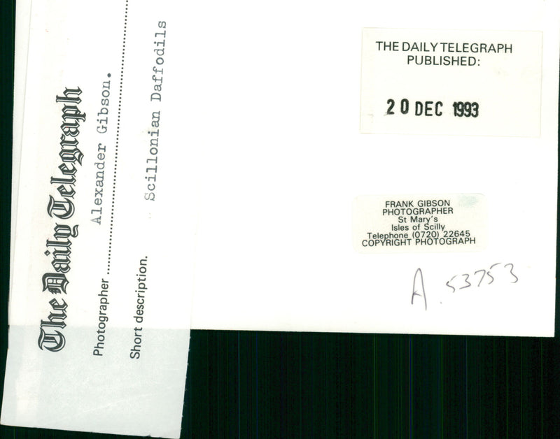 Daffodil Plants. Scillonian daffodils, photgraph by Alexander Gibson from 1900. - Vintage Photograph