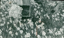 Daffodil Plants. Scillonian daffodils, photgraph by Alexander Gibson from 1900. - Vintage Photograph