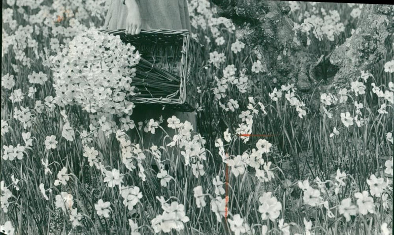 Daffodil Plants. Scillonian daffodils, photgraph by Alexander Gibson from 1900. - Vintage Photograph