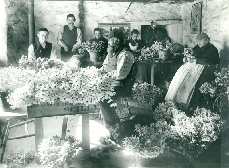Daffodil Plants. Photograp taken by Alexander Gibson in 1880. George Woodcock with his wife and family sorting daffodils in their Lower Rocky Hill Farm on St. Marys. - Vintage Photograph