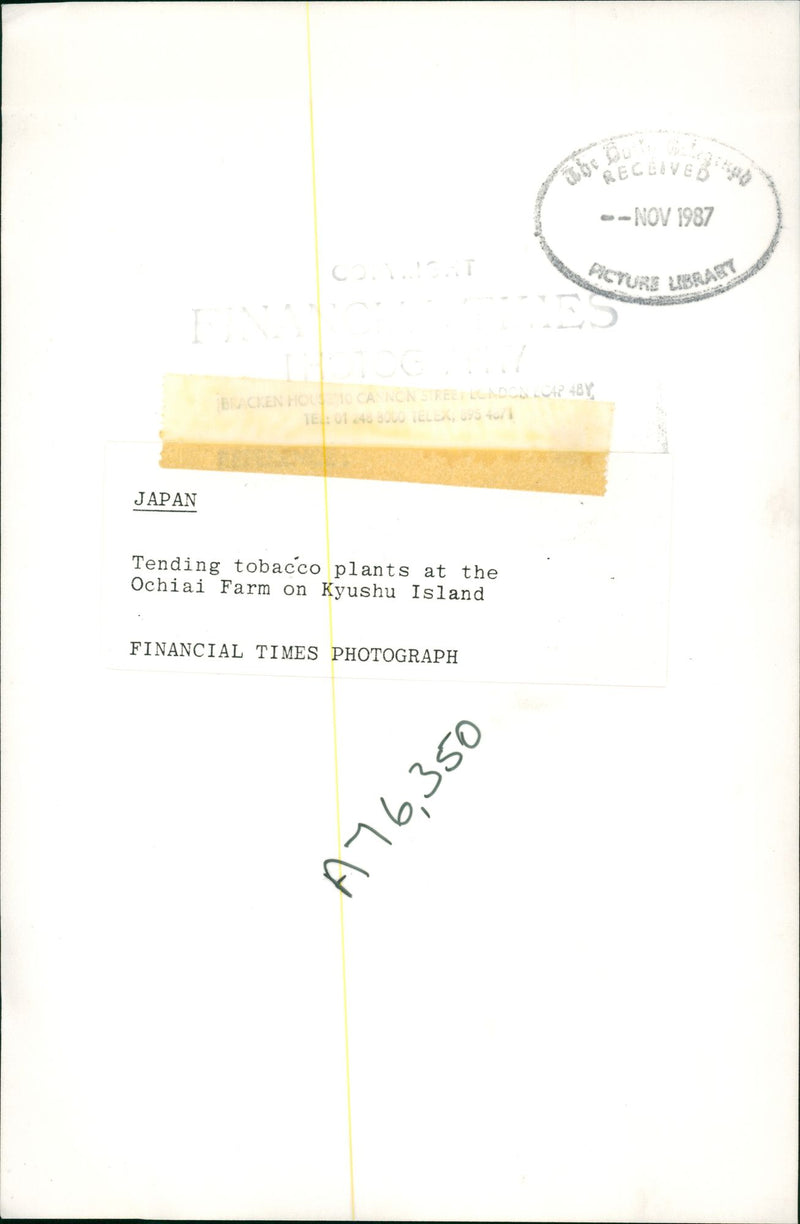 Tobacco - Vintage Photograph