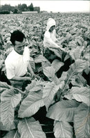 Tobacco - Vintage Photograph