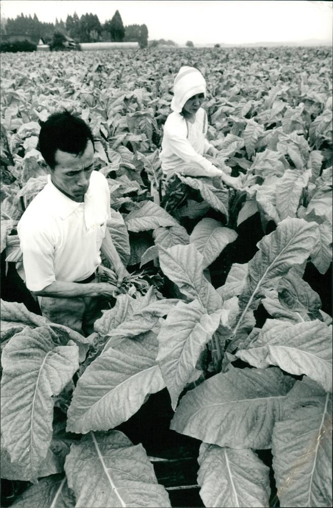 Tobacco - Vintage Photograph