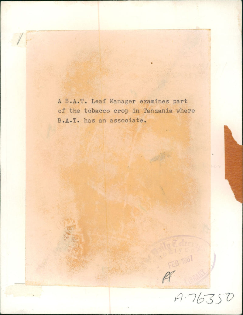 Tobacco - Vintage Photograph