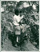 Tobacco - Vintage Photograph