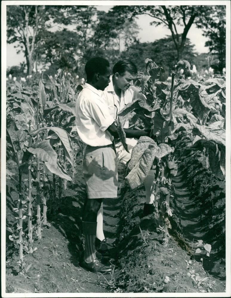 Tobacco - Vintage Photograph