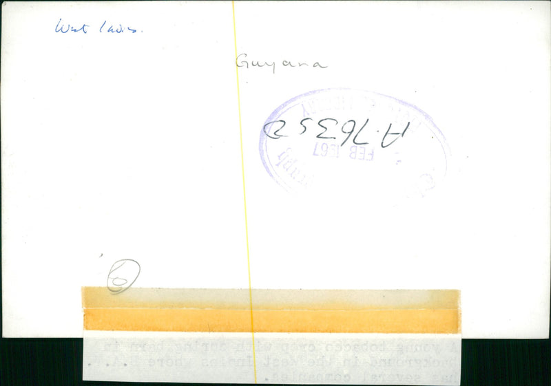 Tobacco - Vintage Photograph