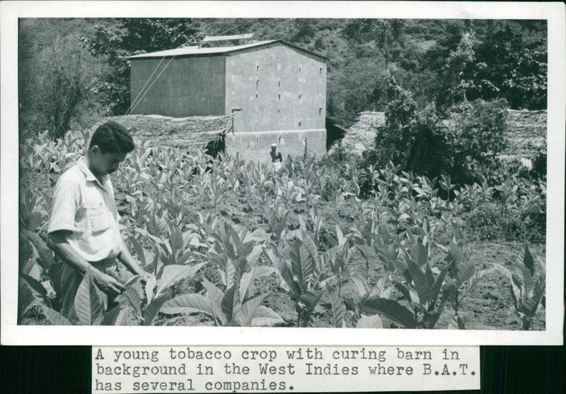 Tobacco - Vintage Photograph