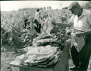 Tobacco - Vintage Photograph