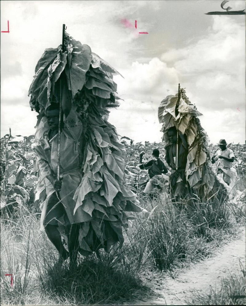 Rhodesians Harvest Tobacco crops - Vintage Photograph