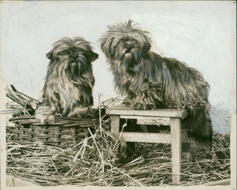 Animal: Dog: Tibetian Lhasas Apsos - Vintage Photograph
