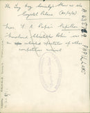 Animal: Dog: Papillons - Vintage Photograph