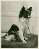 Animal: Dog: Papillons - Vintage Photograph