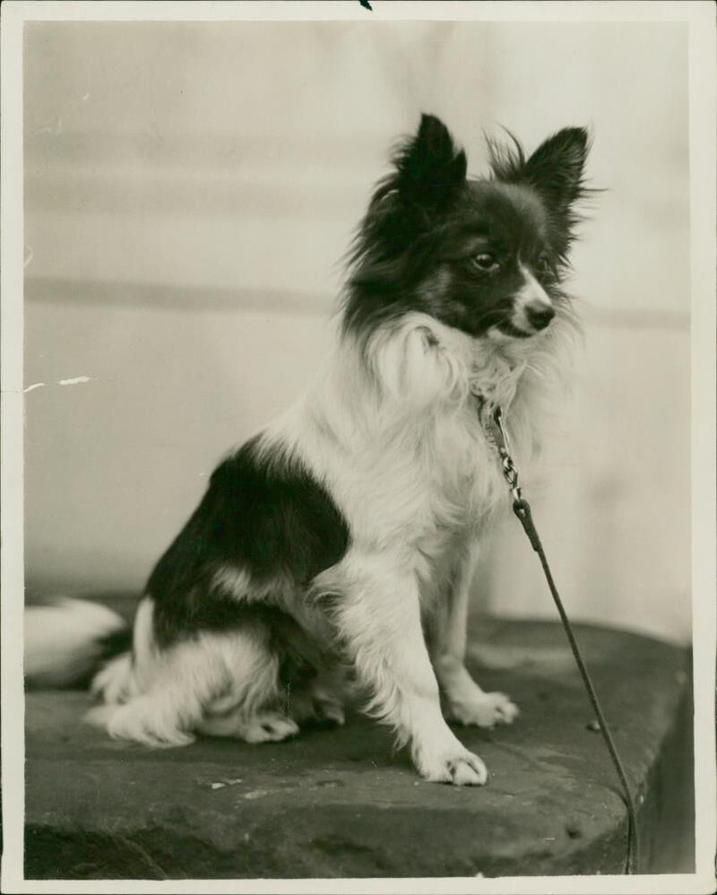 Animal: Dog: Papillons - Vintage Photograph