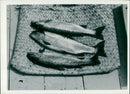 Rainbow trout Fish - Vintage Photograph