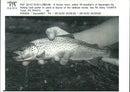 brown trout Fish - Vintage Photograph