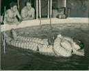 Demonstrations in the tank a triange wearing his inflated suit - Vintage Photograph