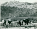 Lake District: Oxenfell - Vintage Photograph