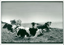 cows in lake bahal - Vintage Photograph