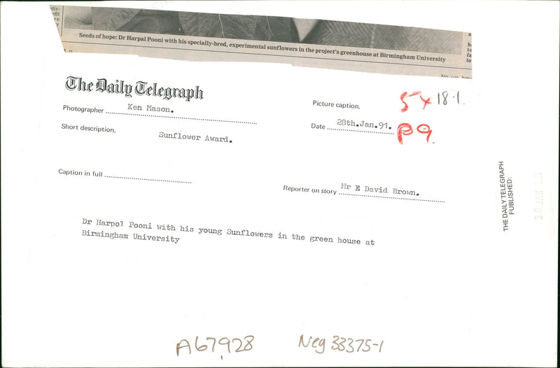 Sunflower award. - Vintage Photograph