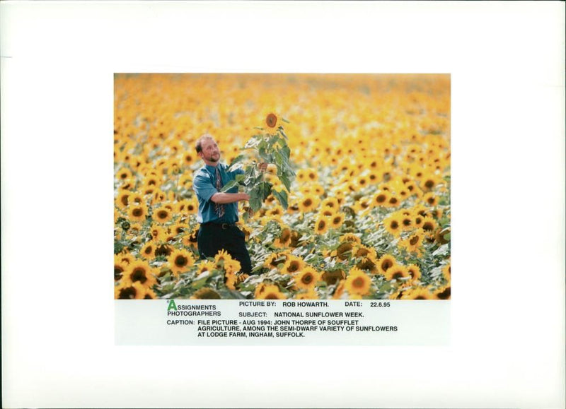 Sunflowers Plants and john thorpe. - Vintage Photograph