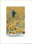 National Sunflowers week. - Vintage Photograph