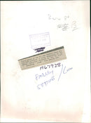 Sunflowers Plants. - Vintage Photograph