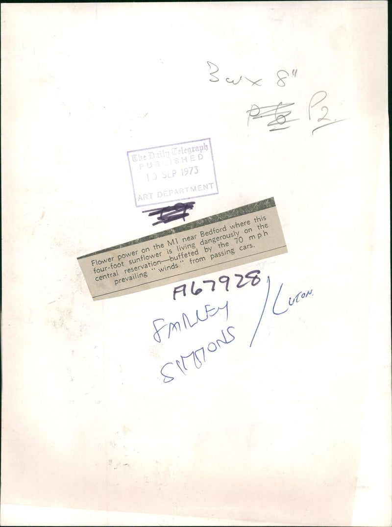 Sunflowers Plants. - Vintage Photograph