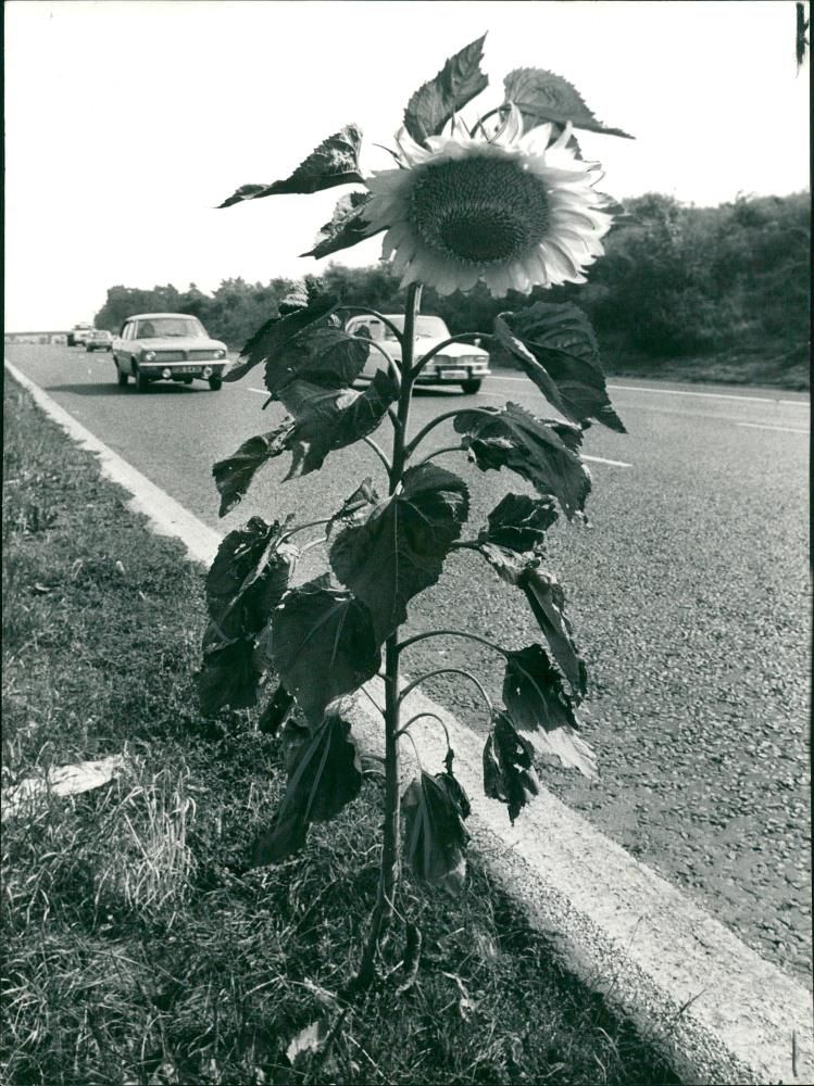 Sunflowers Plants. - Vintage Photograph
