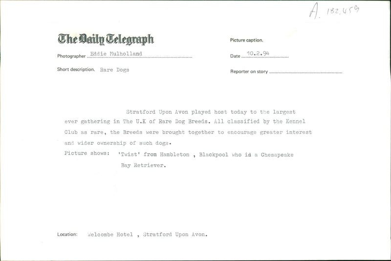 Dogs with rare breeds - Vintage Photograph