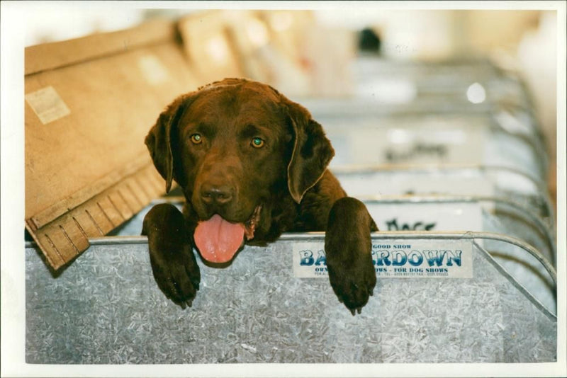 Dogs with rare breeds - Vintage Photograph