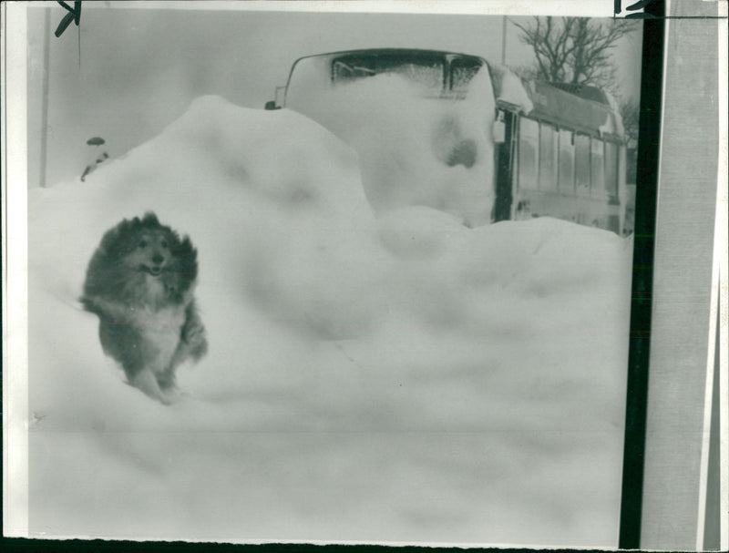 The dog looks happy enough. - Vintage Photograph