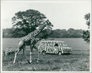 Woburn Abbey - Vintage Photograph