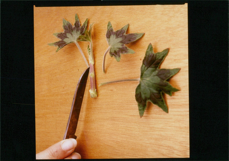 Flower Pelargonium - Vintage Photograph