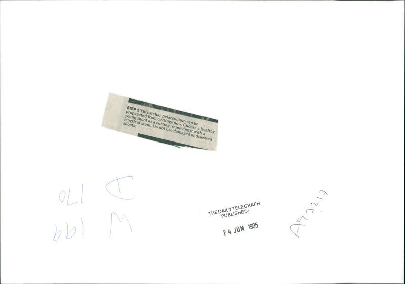 Flower Pelargonium - Vintage Photograph